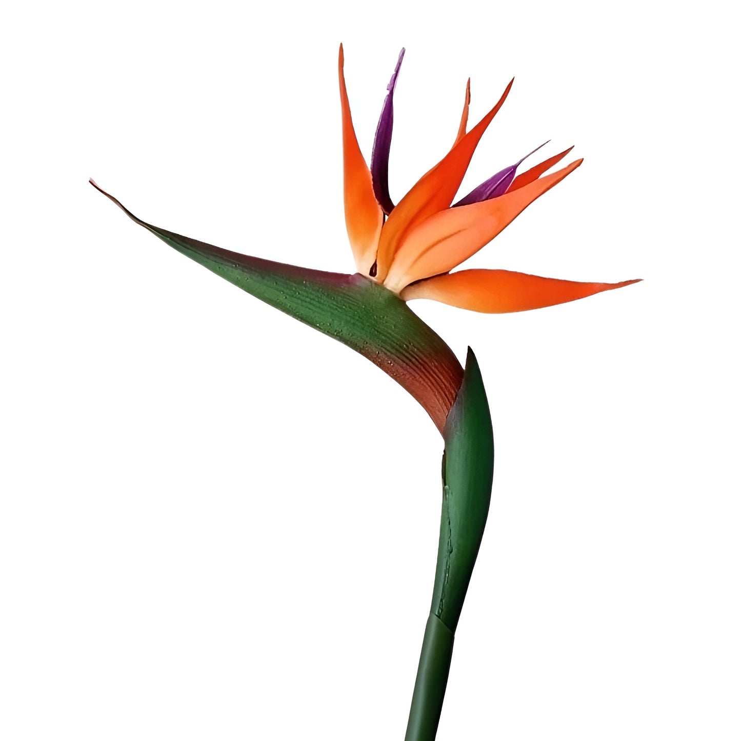 artificial plants bird of paradise with green stems and orange petals
decorative bird of paradise flowers in vase for modern interior