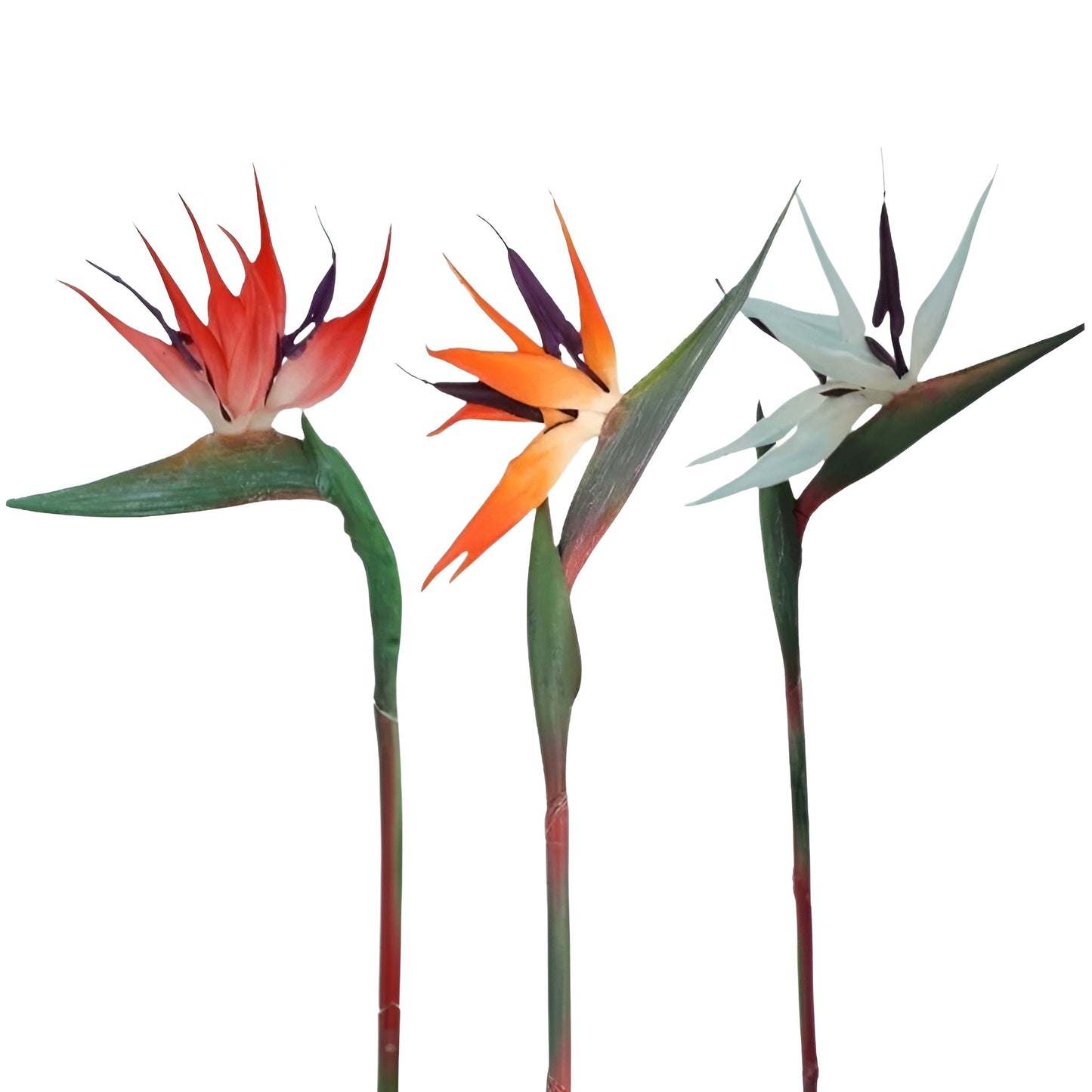 decorative bird of paradise flowers in vase for modern interior
