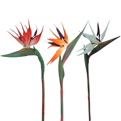 decorative bird of paradise flowers in vase for modern interior